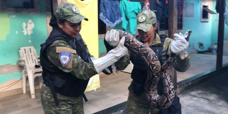 Jiboia de 2,5 metros é capturada em residência pela Guarda Municipal