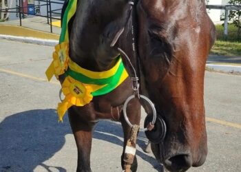 Exposição de Cavalo Mangalarga Marchador começa nesta quinta em Araruama