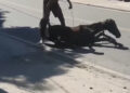 Homem é preso em flagrante por maus-tratos aos animais