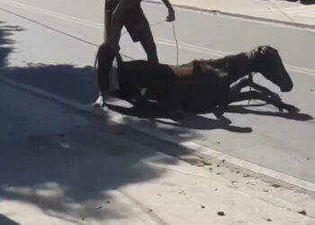 Homem é preso em flagrante por maus-tratos aos animais