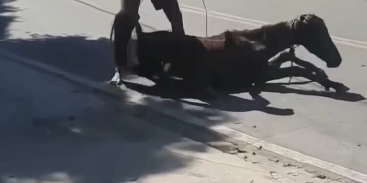 Homem é preso em flagrante por maus-tratos aos animais