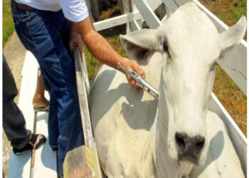 Começa a primeira etapa da campanha de vacinação contra a febre aftosa