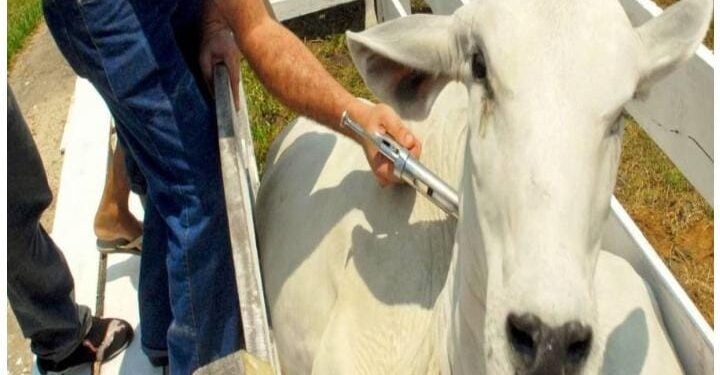 Começa a primeira etapa da campanha de vacinação contra a febre aftosa