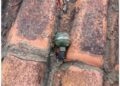 Granada é encontrada no telhado de casa em SFI