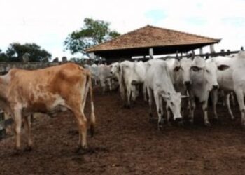 PM recupera cerca de 70 gados furtados na Baixada Campista