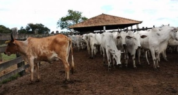 PM recupera cerca de 70 gados furtados na Baixada Campista