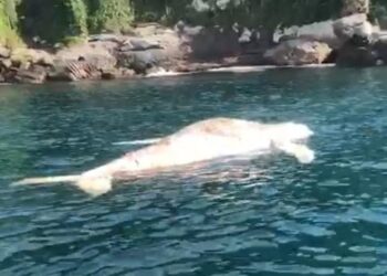 Baleia Jubarte é encontrada morta por pescadores