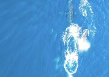 Natureza dá show na Região dos Lagos