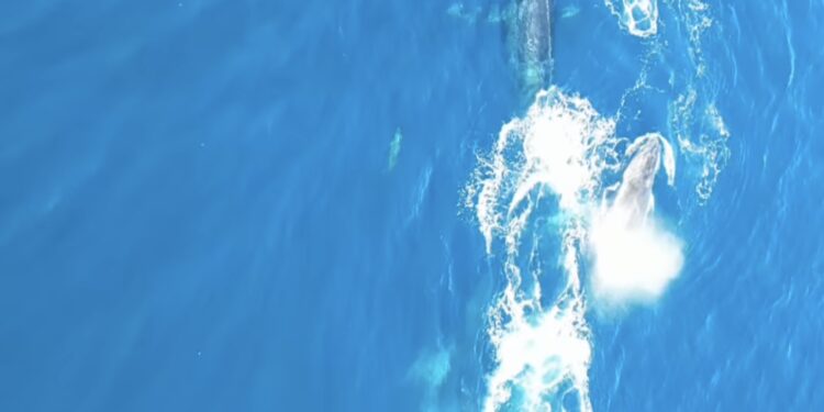 Natureza dá show na Região dos Lagos