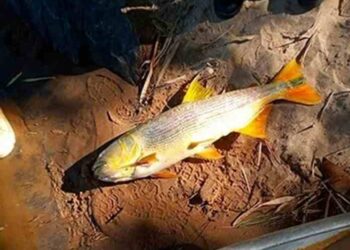 Municípios registram mortes de peixes às margens do Paraíba do Sul