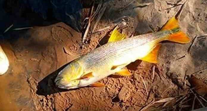 Municípios registram mortes de peixes às margens do Paraíba do Sul