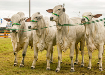 Expo Macaé 2023 com atrações ligadas ao agronegócio