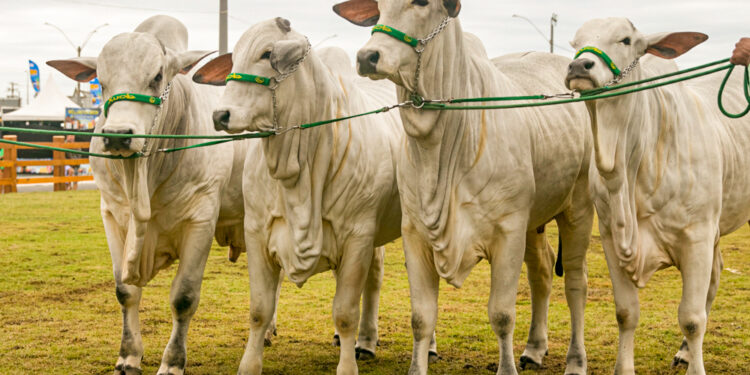Expo Macaé 2023 com atrações ligadas ao agronegócio