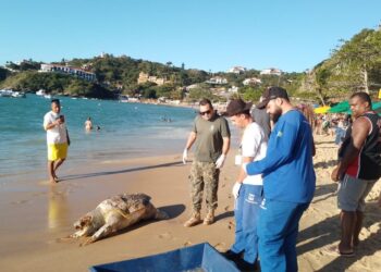 Tartaruga Gigante é encontrada morta em praia da Região dos Lagos