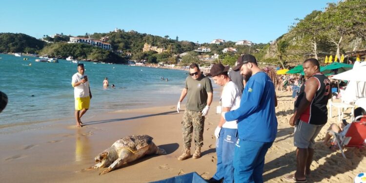 Tartaruga Gigante é encontrada morta em praia da Região dos Lagos