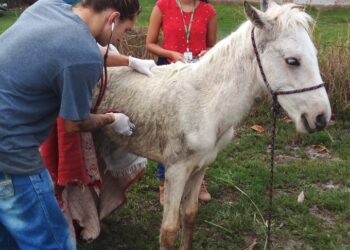 Zeus é resgatado após atolar na Lagoa de Saquarema
