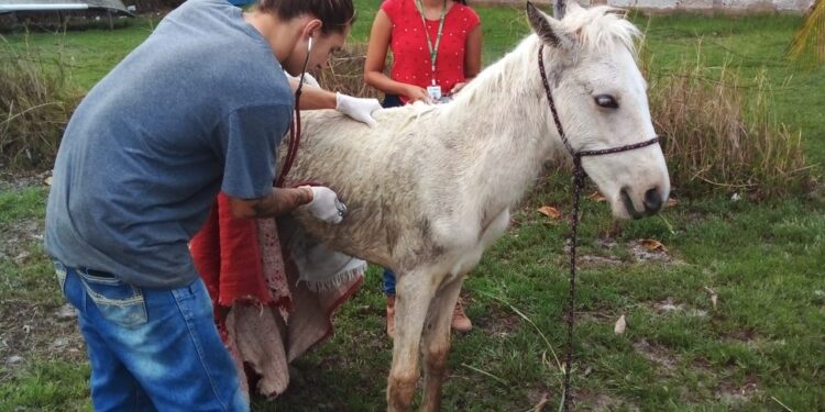 Zeus é resgatado após atolar na Lagoa de Saquarema