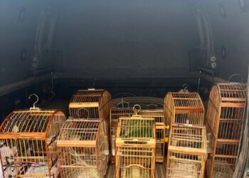 Pássaros silvestres são recolhidos de cativeiro clandestino em Rio das Ostras