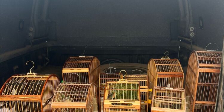Pássaros silvestres são recolhidos de cativeiro clandestino em Rio das Ostras