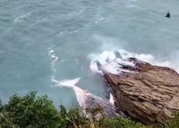 Baleia-jubarte é encontrada morta em Búzios