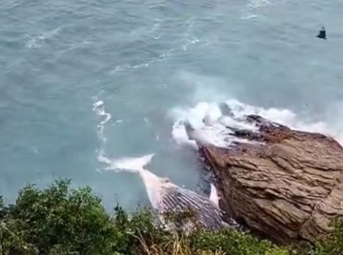 Baleia-jubarte é encontrada morta em Búzios