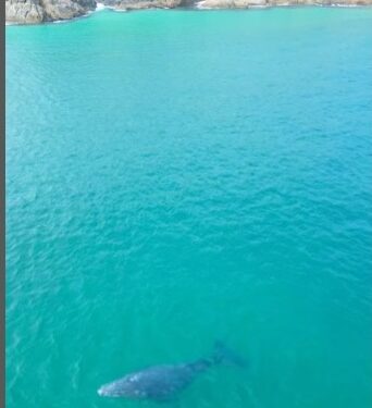 Baleia jubarte é flagrada em praia de Arraial do Cabo