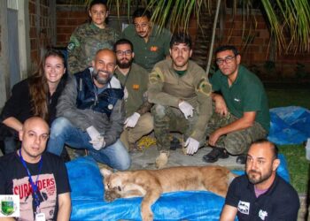 Onça-parda é encontrada na garagem de casa em Saquarema