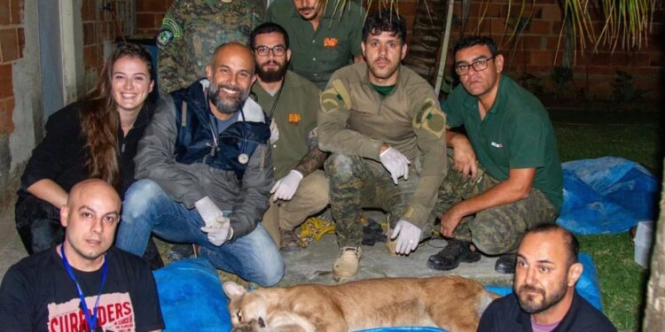 Onça-parda é encontrada na garagem de casa em Saquarema