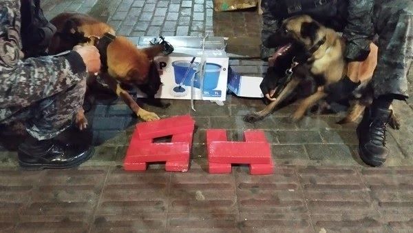 Cães farejadores encontram drogas no bagageiro de ônibus