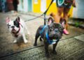 Último dia para inscrições do Pró-Bem Caminha com os PETs