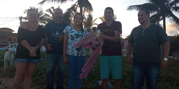 Pinguim debilitado é resgatado em praia por moradores