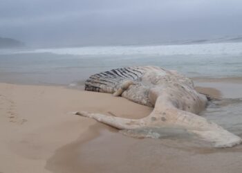 Carcaça de baleia jubarte é encontrada em Maricá