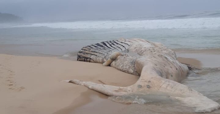 Carcaça de baleia jubarte é encontrada em Maricá