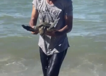 Tartaruga é resgatada na Praia de Imbetiba