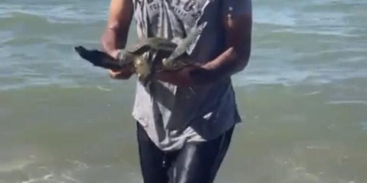 Tartaruga é resgatada na Praia de Imbetiba
