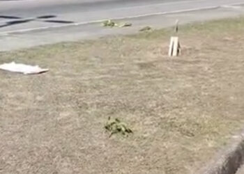 Denúncia: vandalismo em canteiro da Rodovia Amaral Peixoto