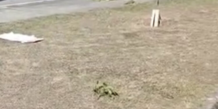 Denúncia: vandalismo em canteiro da Rodovia Amaral Peixoto