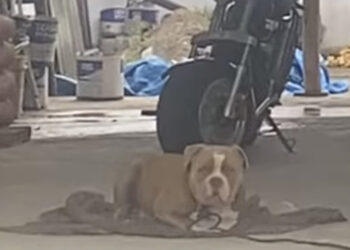 Criança tem dedo da mão arrancado por cachorro