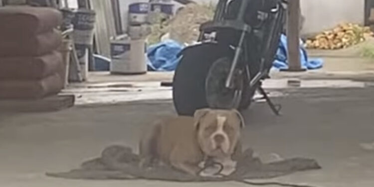 Criança tem dedo da mão arrancado por cachorro