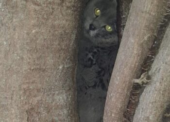 Mulher ajuda no resgate de gato abandonado em árvore e conta veterinária acaba em seu nome
