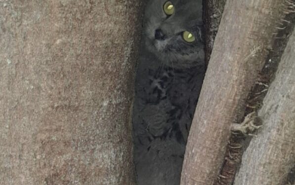 Mulher ajuda no resgate de gato abandonado em árvore e conta veterinária acaba em seu nome