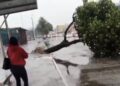 Árvore cai na Rodovia Amaral Peixoto, na Barra de Macaé