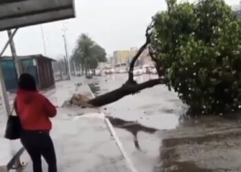 Árvore cai na Rodovia Amaral Peixoto, na Barra de Macaé