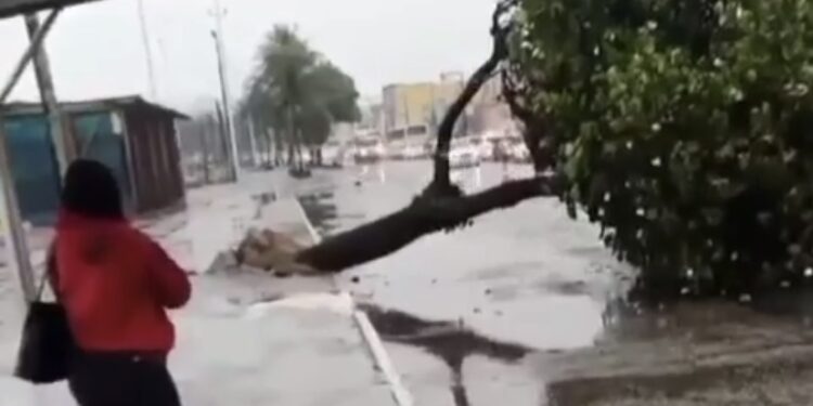 Árvore cai na Rodovia Amaral Peixoto, na Barra de Macaé