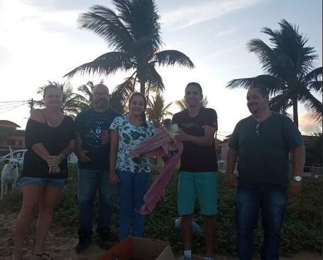 Pinguim é resgatado em Barra de São João