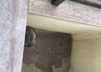 Gambá surpreende ao “visitar” residência e Bombeiros são chamados para intervenção