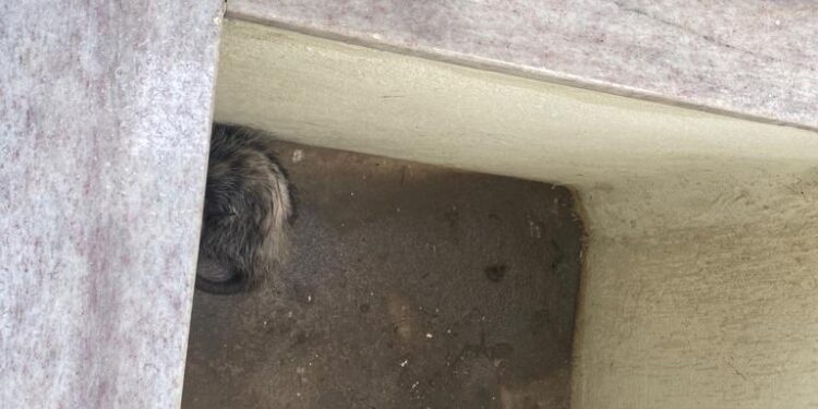 Gambá surpreende ao “visitar” residência e Bombeiros são chamados para intervenção