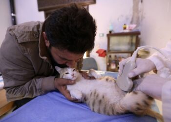 Lei sancionada: Estado do Rio terá rede pública de hospitais veterinários 24 Horas