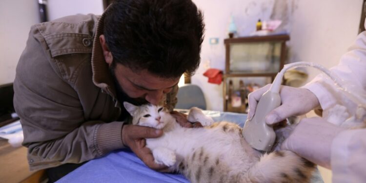 Lei sancionada: Estado do Rio terá rede pública de hospitais veterinários 24 Horas