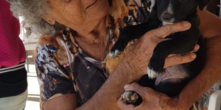 Feira de Adoção de Animais acontece neste sábado, em Búzios